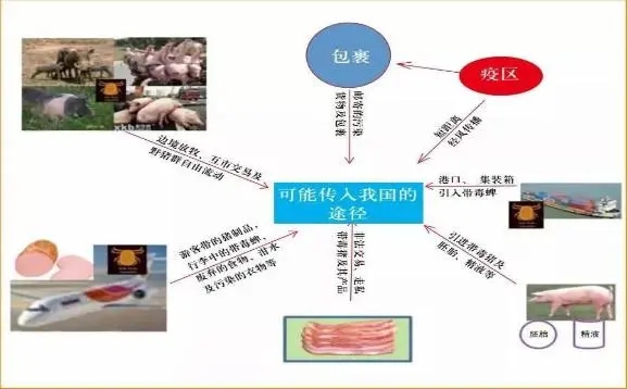 非洲豬瘟傳播途徑